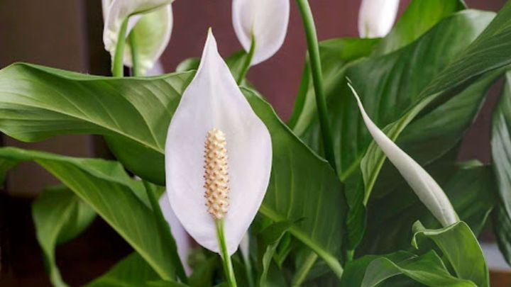 اسپاتی‌فیلوم (Spathiphyllum)