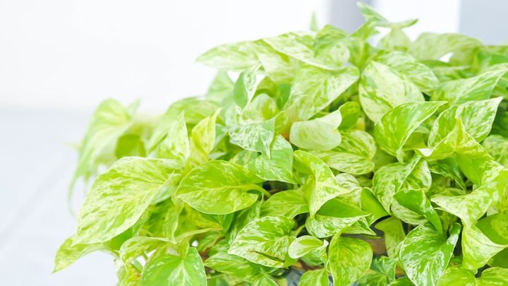 گیاه پتوس (Pothos)