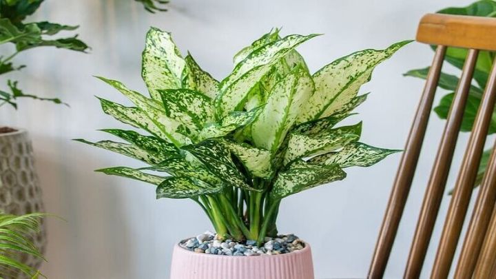 آگلونما (Aglaonema)