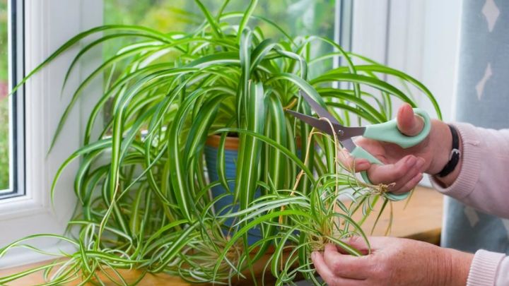 گیاه گندمی یا عنکبوتی (Chlorophytum comosum)