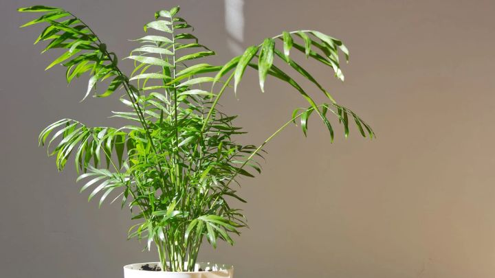 شامادورا (Chamaedorea elegans)