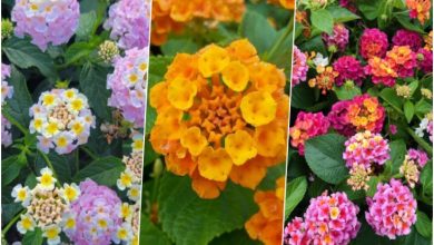 روش کاشت؛ نگهداری و پرورش گیاه شاه پسند