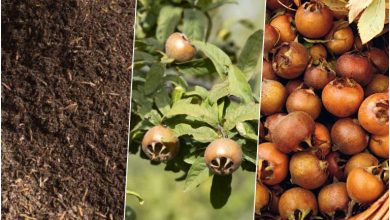 کاشت هسته ازگیل