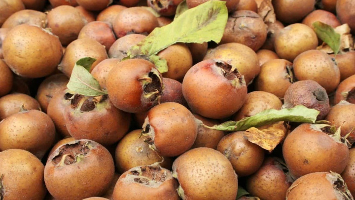 کاشت گیاه ازگیل
