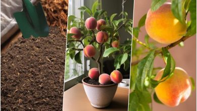 کاشت هسته هلو در گلدان یا باغچه خانه+ روش نگهداری