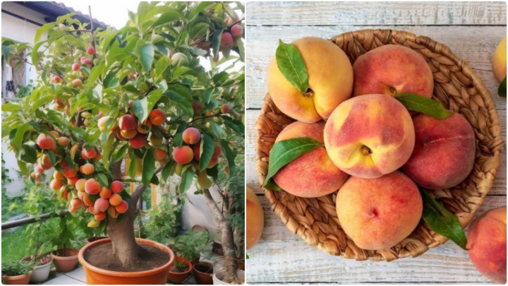 روش‌ نگهداری درخت هلو پس از کاشت هسته
