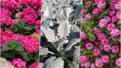 9 گیاهی که سریع رشد می‌کنند؛ سریع‌تر از آن چه فکر می‌کنید!