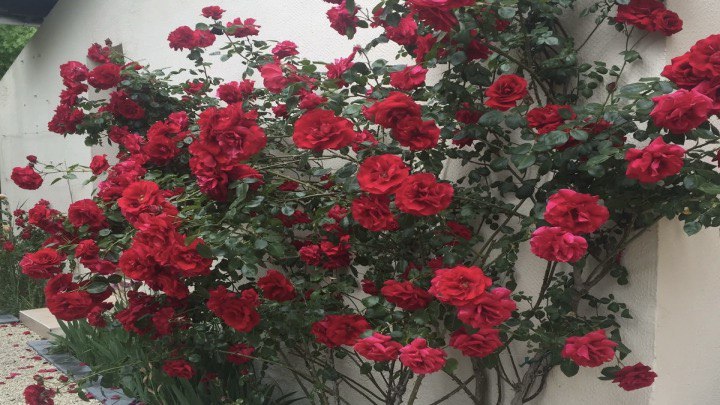 گل رز بالا رونده