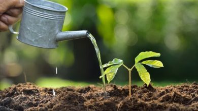 انواع آب مناسب برای گیاهان