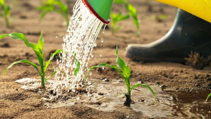 ابیاری گیاهان ابیاری گیاهان
