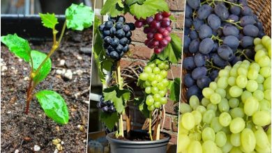 روش کاشت درخت انگور با یک حبه انگور در خانه + روش نگهداری