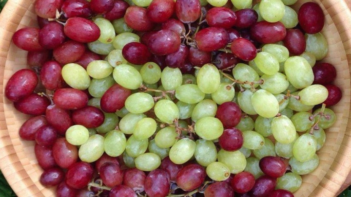 روش نگهداری صحیح از درختچه انگور 
