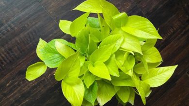 چگونه مشکلات گیاه را از روی برگ آن تشخیص دهیم؟