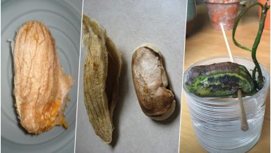 نحوه کاشت هسته انبه در آب+ روش نگهداری