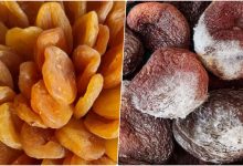 علت کپک زدن برگه زردآلو+ روش‌های جلوگیری از آن