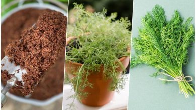 آموزش کاشت شوید در گلدان+ روش نگهداری