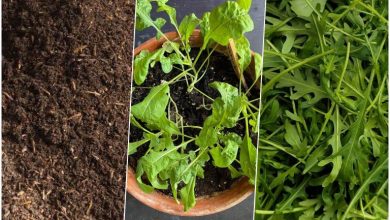 راهنمای کاشت و پرورش سبزی روکولا در خانه+ روش نگهداری