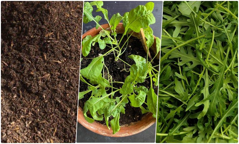 راهنمای کاشت و پرورش سبزی روکولا در خانه+ روش نگهداری