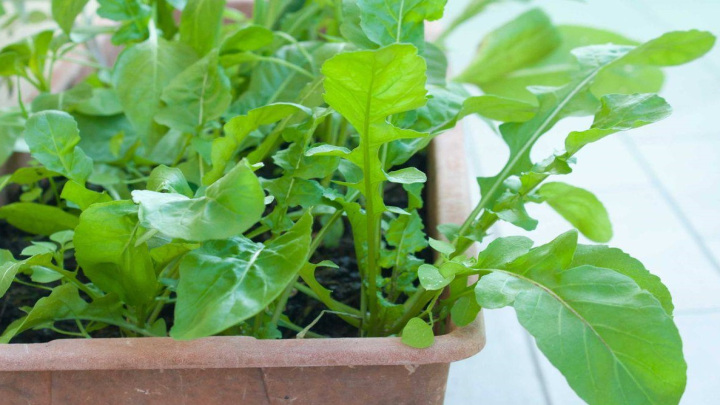 روش صحیح مراقبت از سبزی روکولا در گلدان