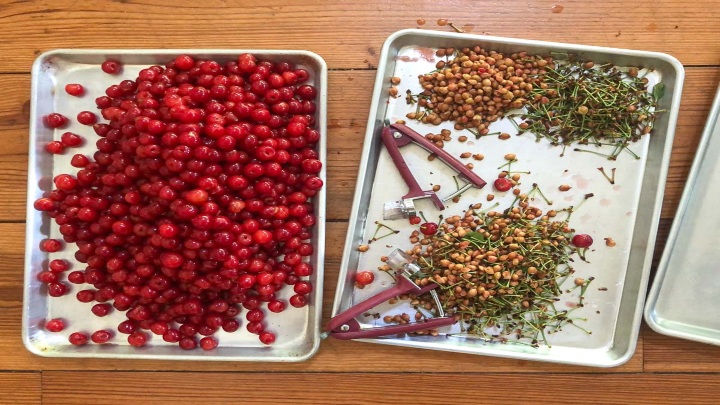 sour Cherries seeds؛ خواص هسته آلبالو