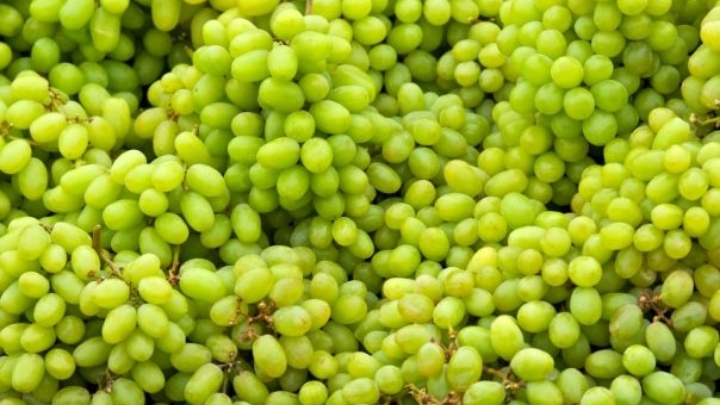 سوالات متداول درباره کپک زدن آبغوره خانگی