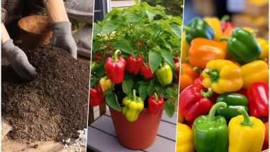 روشهای کاشت فلفل دلمهای در گلدان