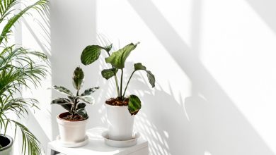 گیاهان خنک کننده‌ی هوا در تابستان