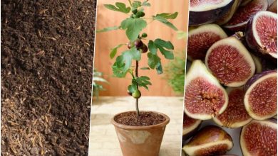 آموزش کاشت انجیر