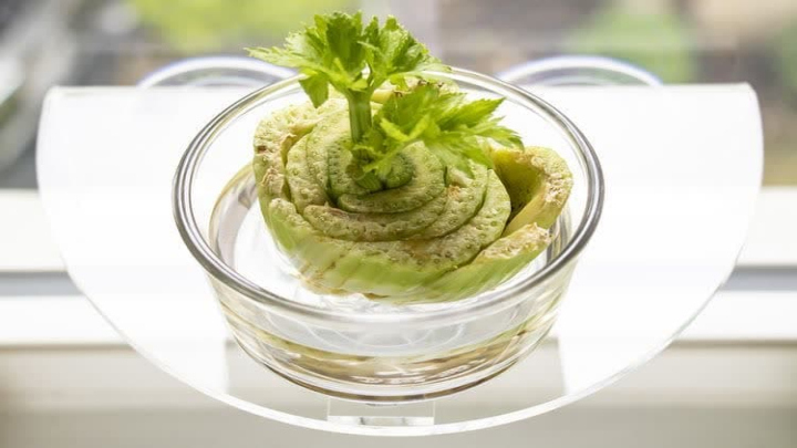 چگونه سبزیجات موردنیاز خود را در آب پرورش دهیم؟ 