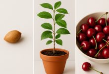 راهنمای کاشت هسته آلبالو در گلدان + روش نگهداری
