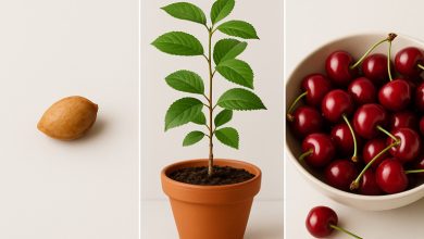 راهنمای کاشت هسته آلبالو در گلدان + روش نگهداری