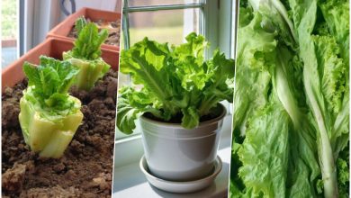 پرورش کاهو در خانه با ته کاهو+ روش نگهداری