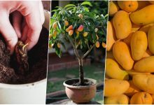 آموزش کاشت هسته انبه در گلدان + روش نگهداری