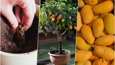 آموزش کاشت هسته انبه در گلدان + روش نگهداری