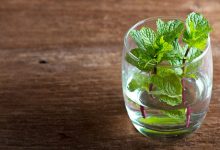 روش کاشت نعناع در آب؛ روشی جذاب برای پرورش نعناع در خانه