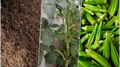 آموزش کاشت بامیه در گلدان + روش نگهداری