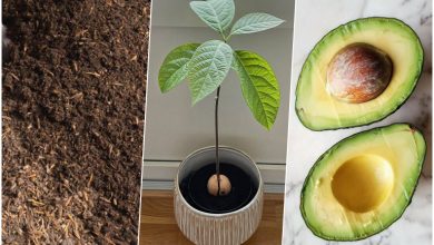 آموزش کاشت آووکادو در گلدان
