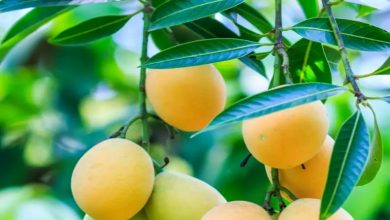 خواص برگ انبه