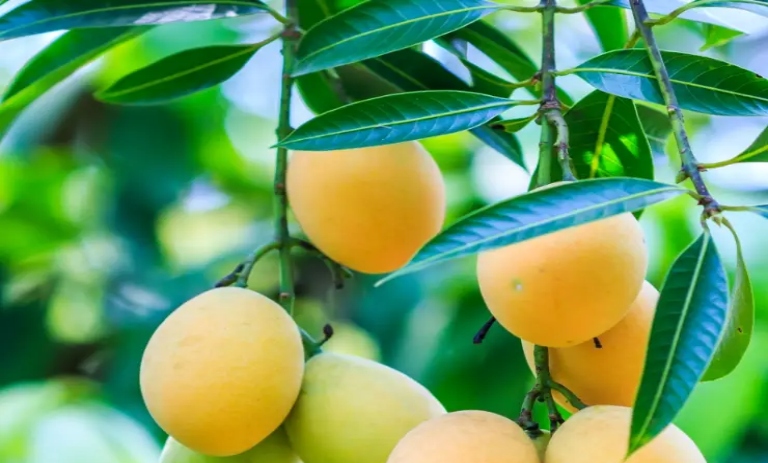 خواص برگ انبه