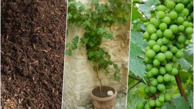 آموزش کاشت غوره در گلدان