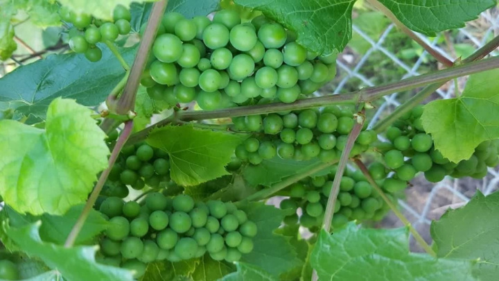 غوره غوره