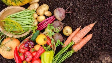 کاشت سبزی با استفاده از ته ماندهها