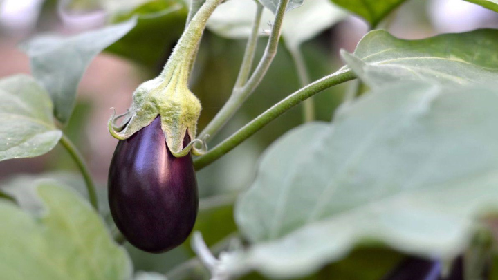 بهترین زمان برای کاشت بادمجان بهترین زمان برای کاشت بادمجان