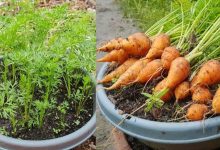 کاشت هویج با ته هویج و بذر آن در گلدان