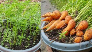 کاشت هویج با ته هویج و بذر آن در گلدان