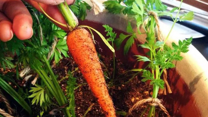 مراقبت از هویج در گلدان