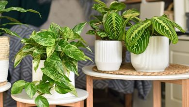 معرفی 7 گیاه آپارتمانی که عاشق رطوبت هستند