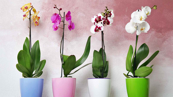 ارکیده‌ها از گیاهان آپارتمانی دوستدار رطوبت