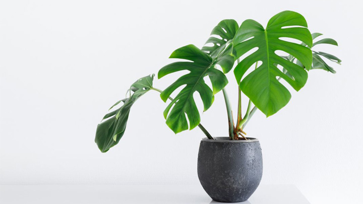 برگ انجیری از گیاهان آپارتمانی دوستدار رطوبت