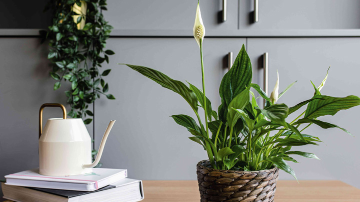 اسپاتی فیلوم از گیاهان آپارتمانی دوستدار رطوبت